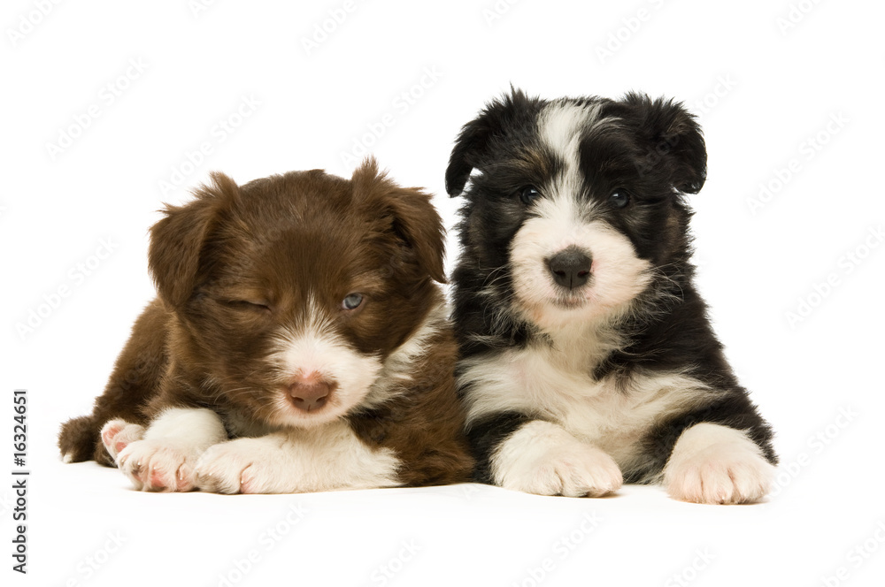 Border Collie Puppies isolated on a white background