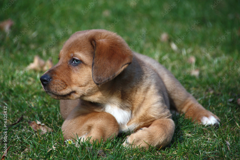 Aussie-Mix-Welpe Aussie-Mix-Welpe