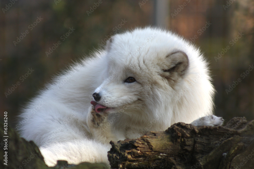 Eisfuchs putzt sich Eisfuchs putzt sich