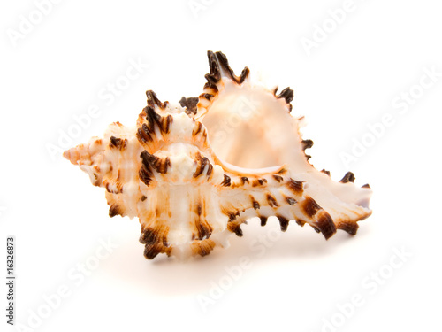 sea shell