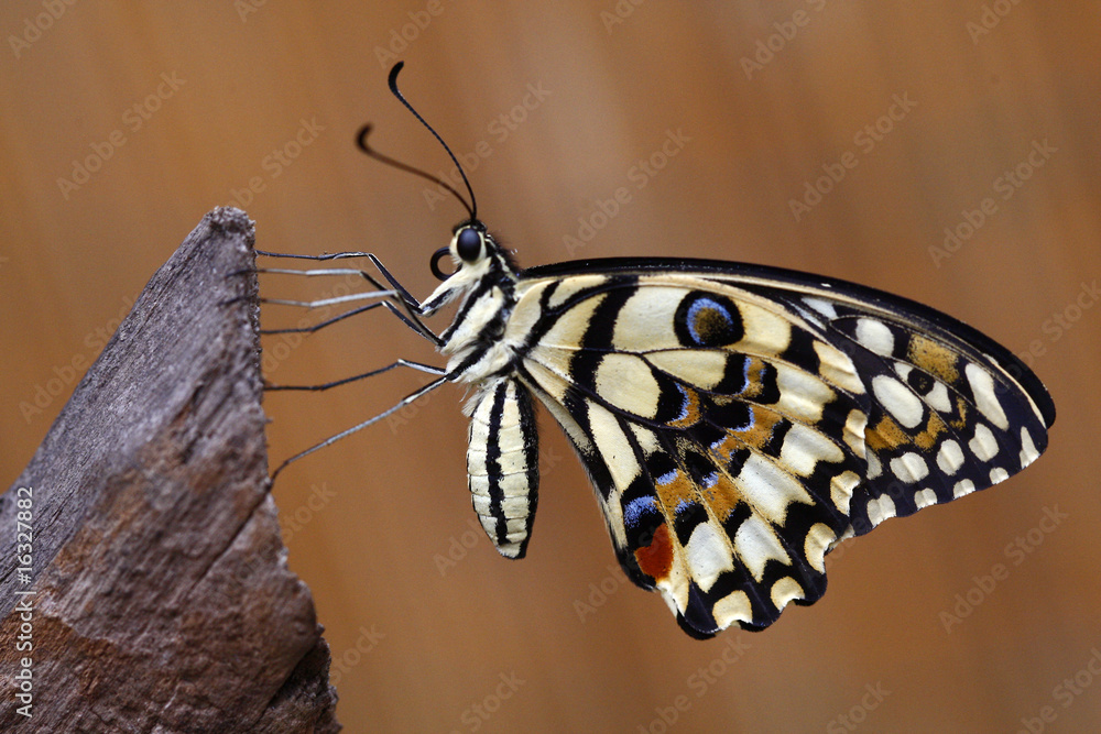 Naklejka premium Papilio demodocus - Citrus swallowtail 18