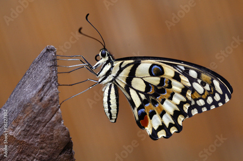 Papilio demodocus - Citrus swallowtail 18 photo