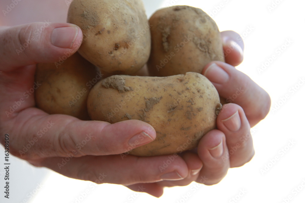 Kartoffel - Mann zeigt Kartoffeln - Man is showing potatoes Kartoffel - Mann zeigt Kartoffeln - Man is showing potatoes