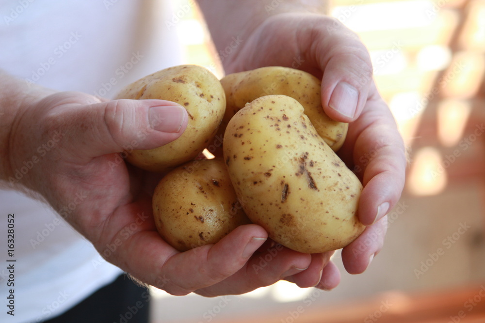 Kartoffel - Mann zeigt Kartoffeln - Man is showing potatoes Kartoffel - Mann zeigt Kartoffeln - Man is showing potatoes