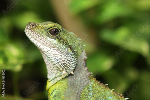 Grüne Wasseragame