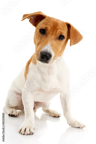 Fototapeta Naklejka Na Ścianę i Meble -  Jack russell terrier on white background.