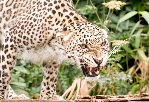 Snarling Persian Leopard photo