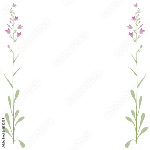 campanula