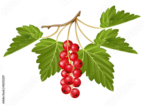 Vector red currant. Ripe berry