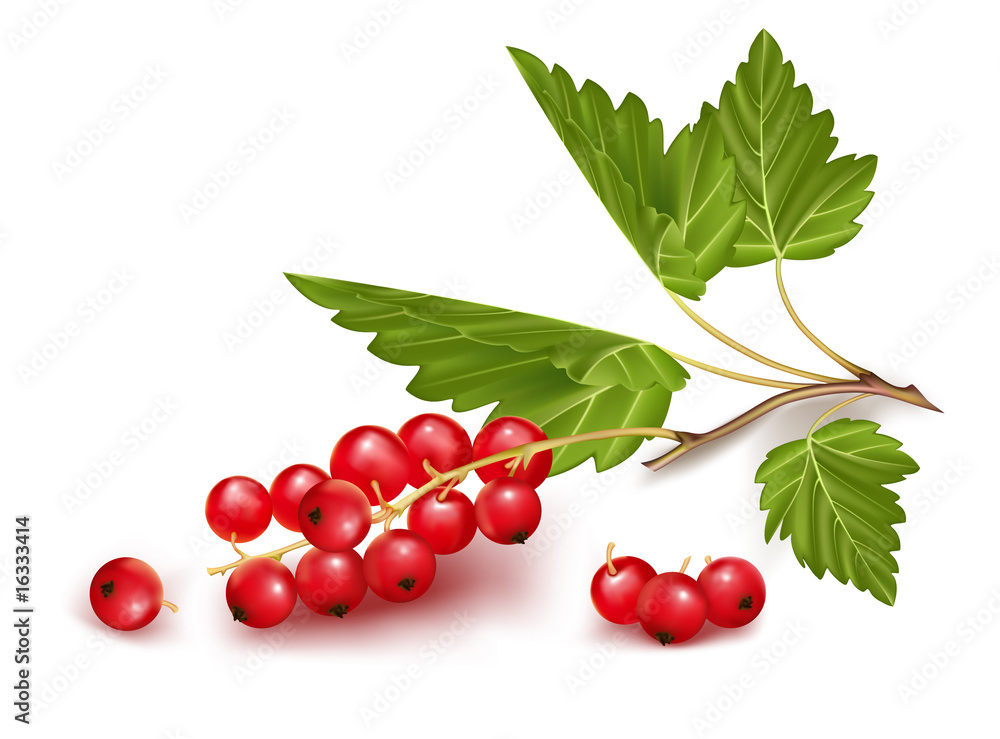 Vector red currant Vector red currant