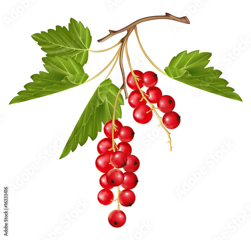 Vector red currant. Ripe berry