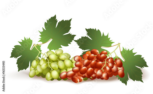 White and red grapes. Vector illustration.