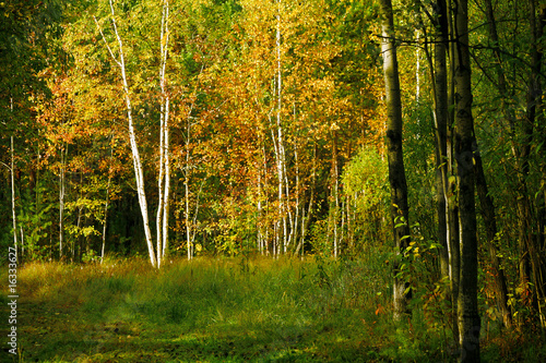 yellow foliage and branches of birch in a sity park