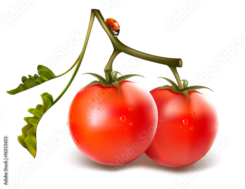 Ripe fresh tomatos with water drops and ladybugs