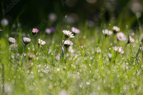 Fototapeta Naklejka Na Ścianę i Meble -  Gänseblümchen mit Morgentau