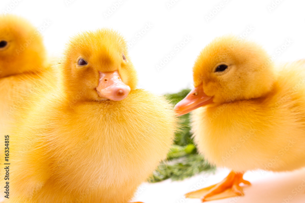 Fototapeta premium Ducklings on green grass