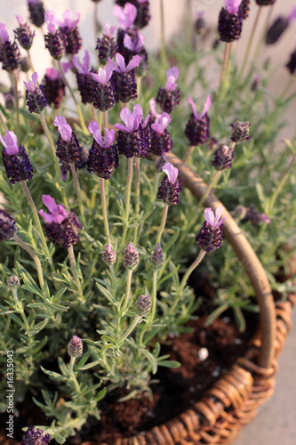Fototapeta Naklejka Na Ścianę i Meble -  Lavendelblüten