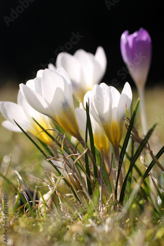 Fototapeta Naklejka Na Ścianę i Meble -  Krokusblüten