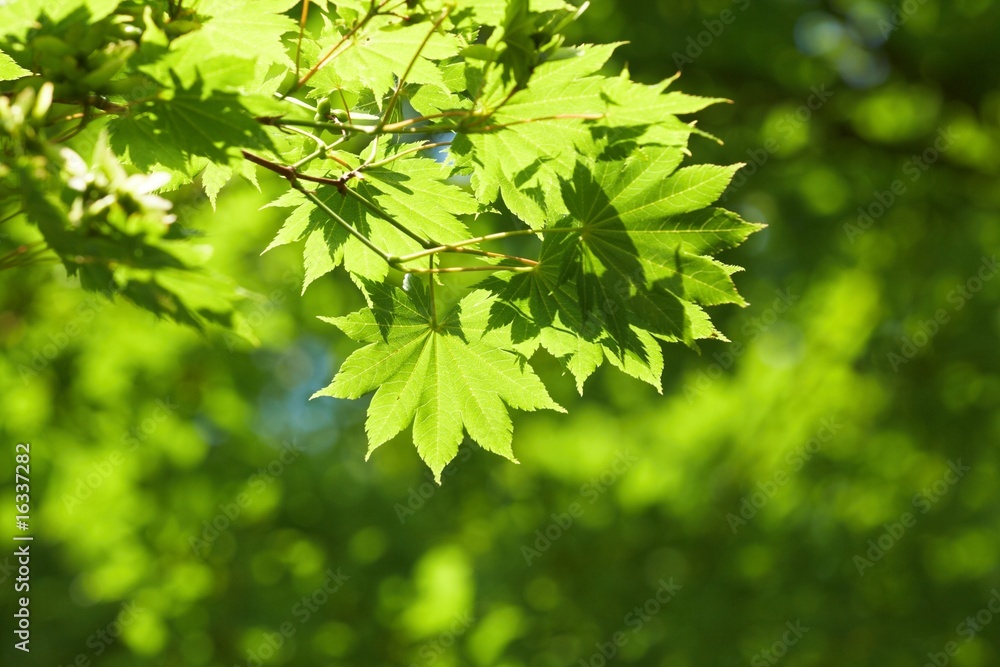 green leaves green leaves