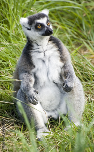 human like sitting ring tailed lemur