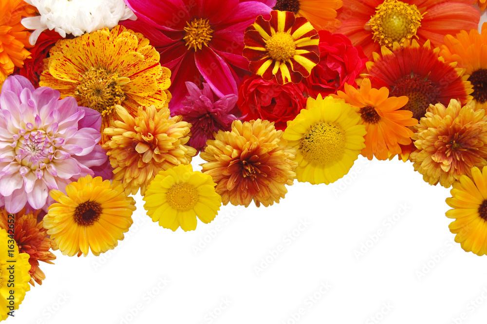 Beautiful border from fresh flowers on a white background Beautiful border from fresh flowers on a white background