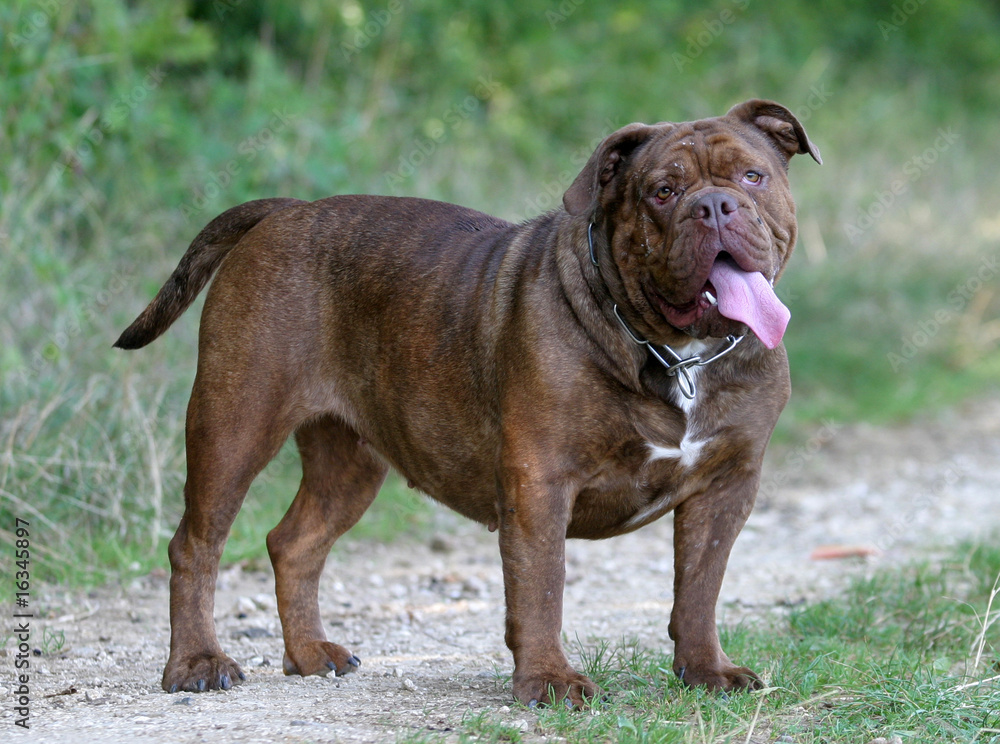 Obraz premium grimace du olde english bulldogge en travers sur le chemin
