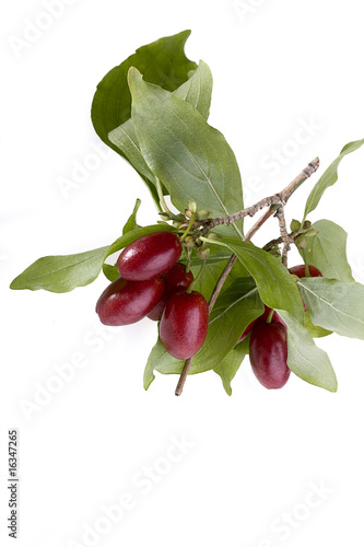 Kornelkirsche (Cornus mas) photo