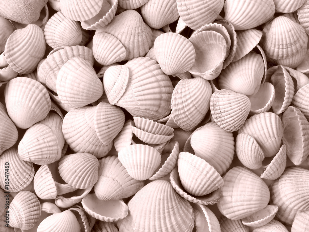 sepia toned seashells background