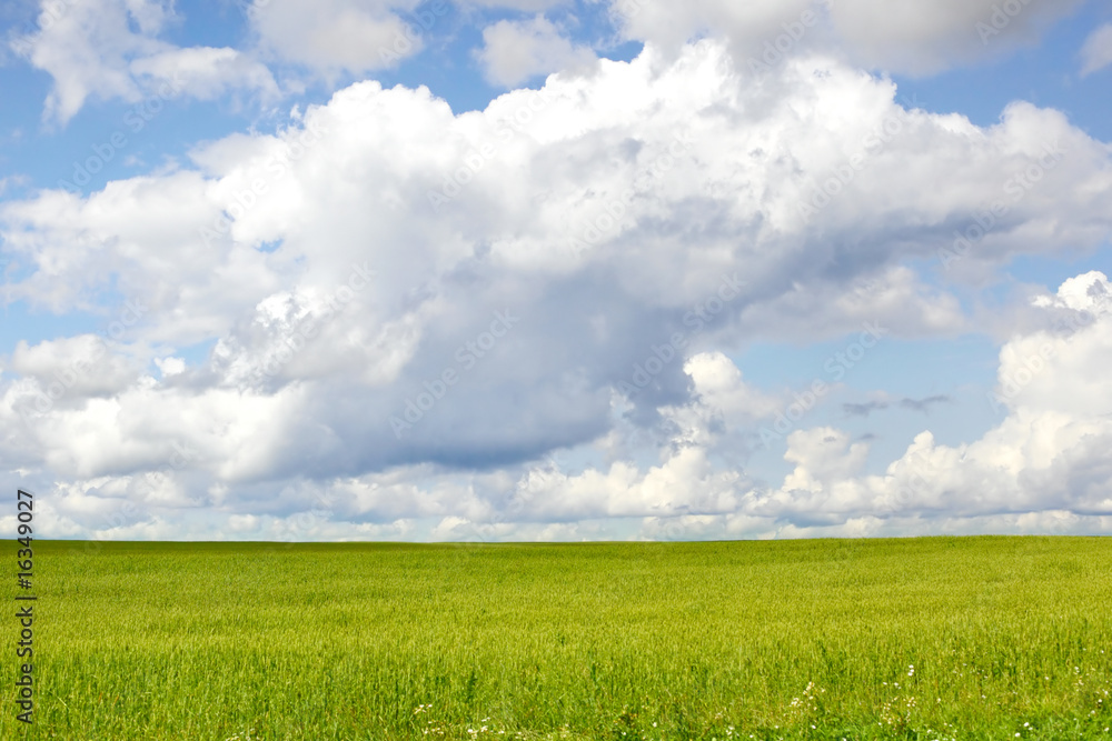 summer field landscape