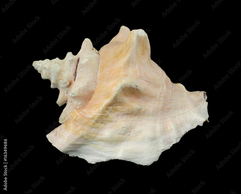Conch shell against a black background Conch shell against a black background