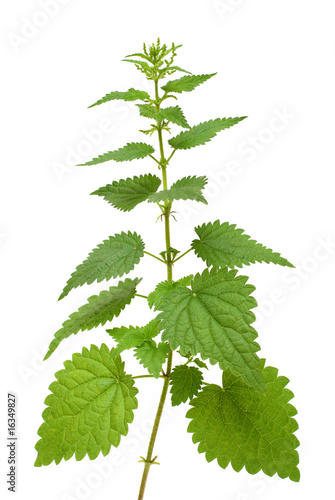 high nettle plant isolated on white photo