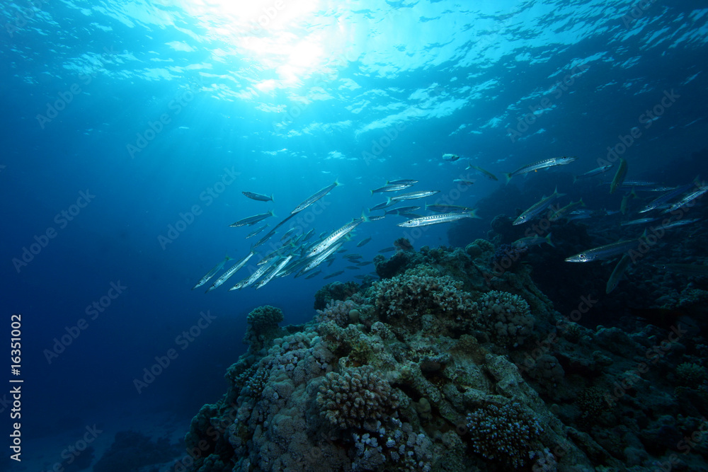 Fototapeta premium Scorcio e barracuda