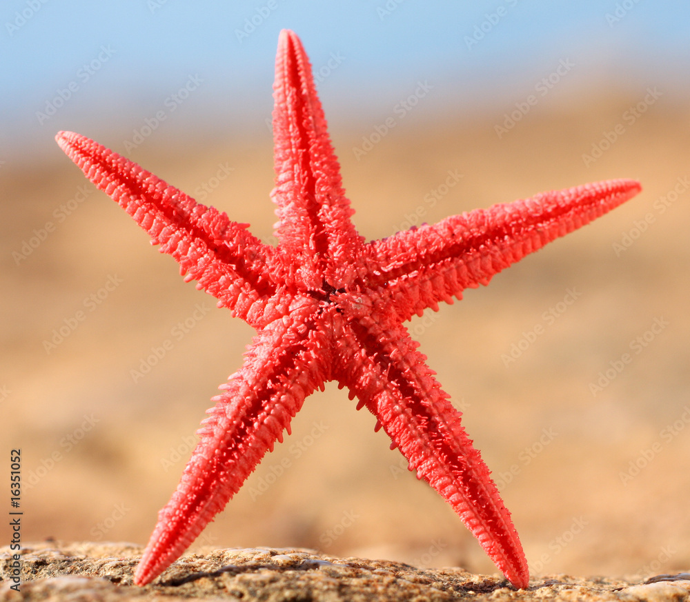 Starfish on the beach