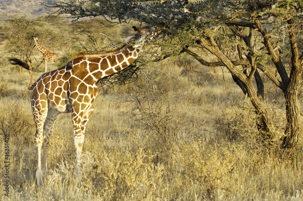 Obraz premium Somali Giraffes feeding in bush