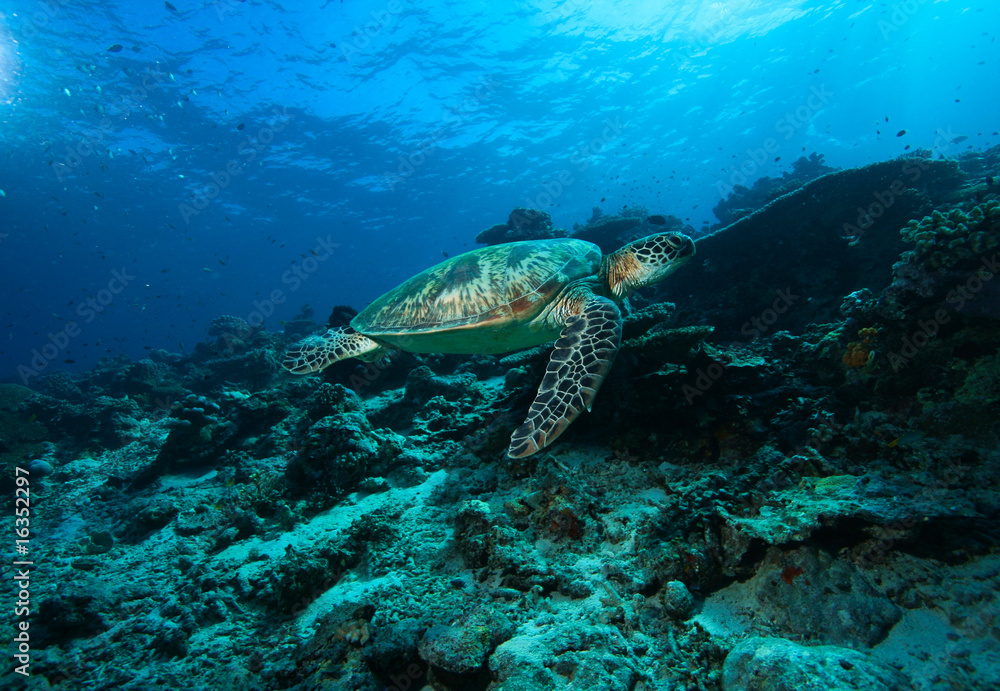 Turtle Turtle
