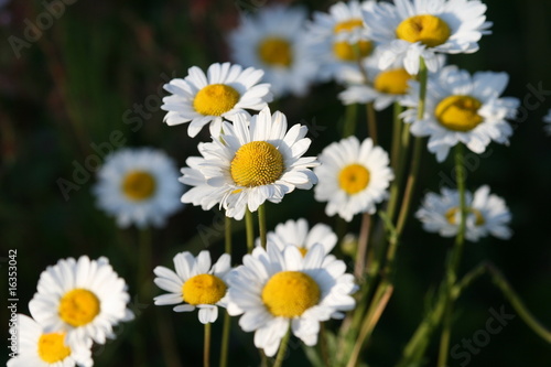 A bed of daisies  focus on center one 