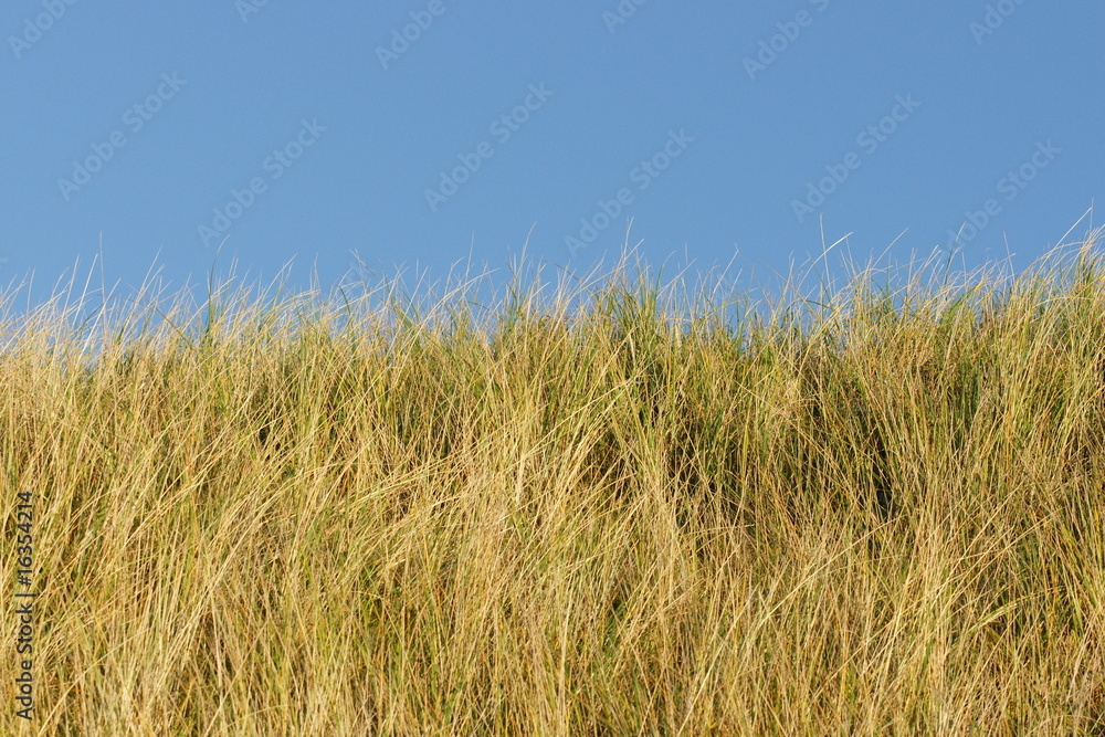 Fototapeta premium Grass und Himmel