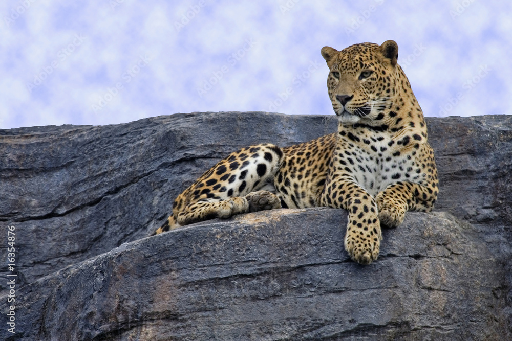 Fototapeta premium Leopard resting