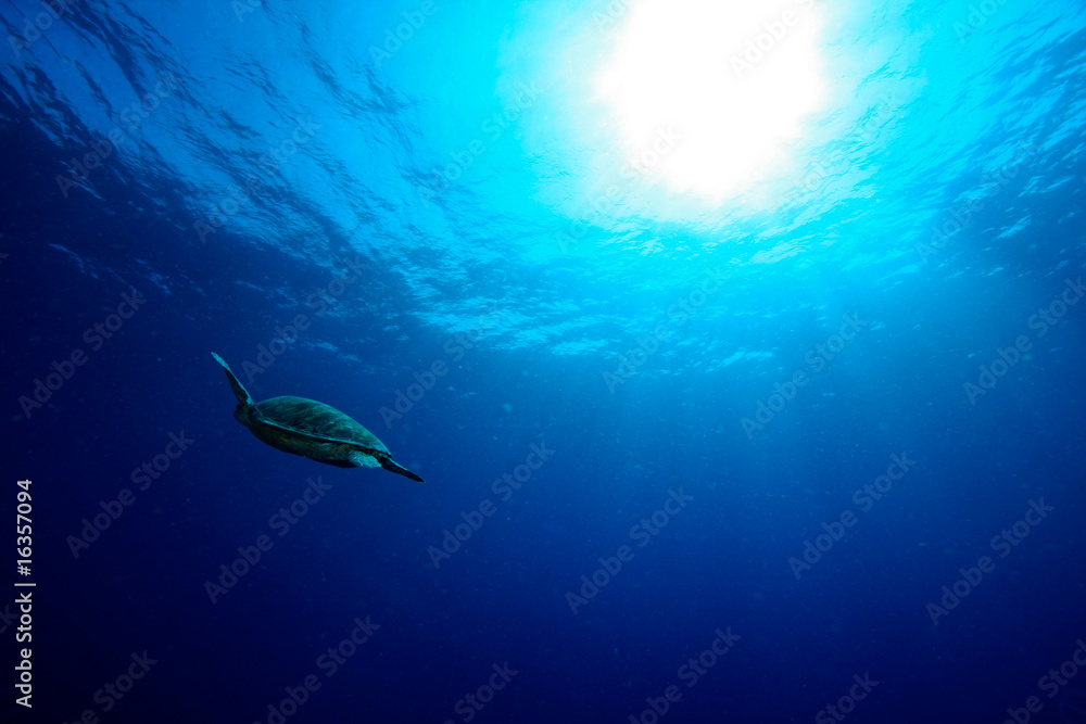 Fototapeta premium Blue and turtle