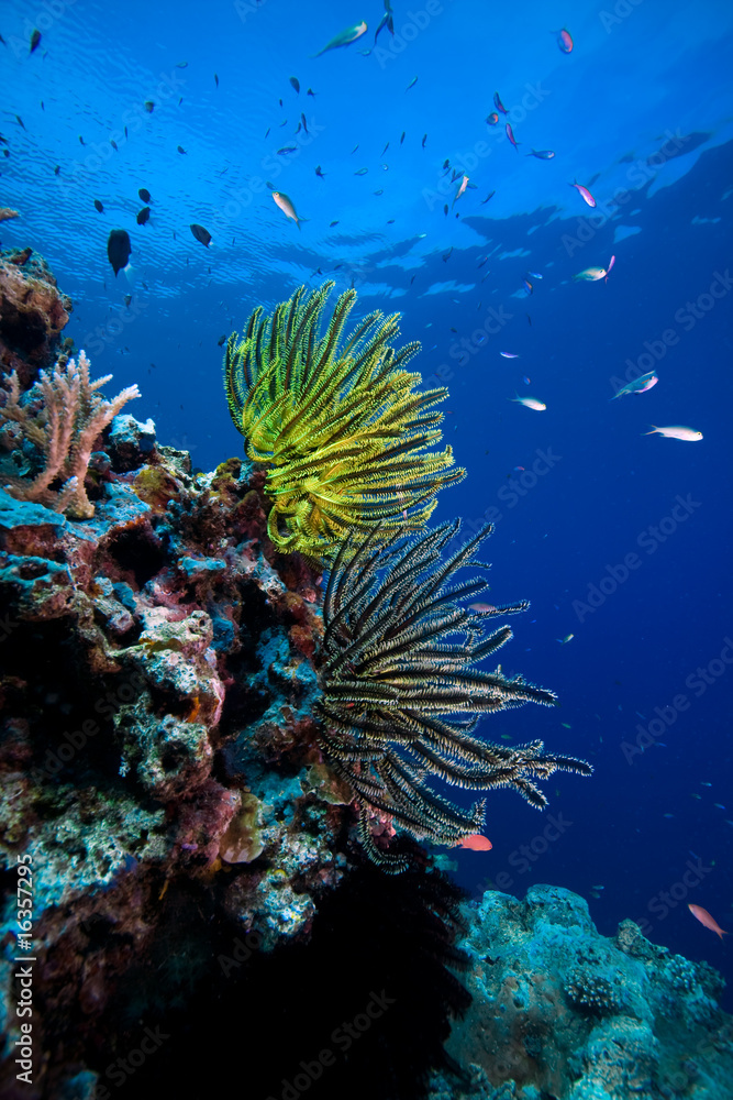 Obraz premium Crinoids