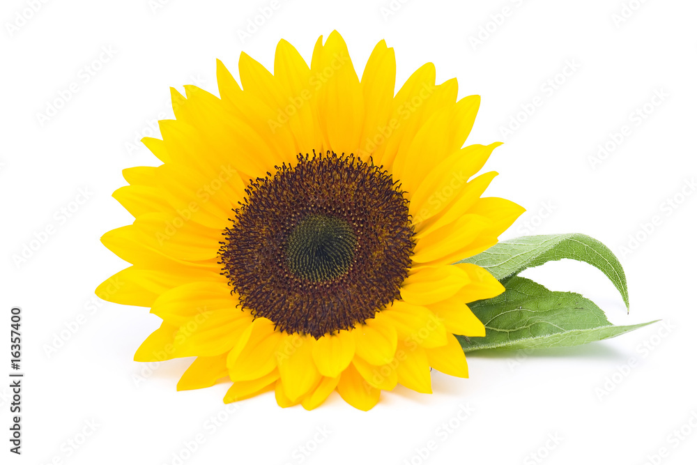Naklejka premium sunflower isolated on white background