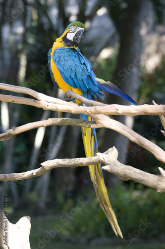 Beautiful Macaw Parrot, Guacamaya, Ara ararauna portrait  in the wild, Yumka Park, Mexico, Tabasco, Villahermosa. photo