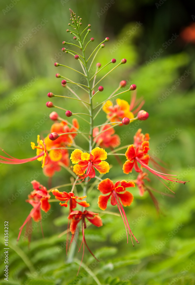 Interesting Red Flower with Whiskers Interesting Red Flower with Whiskers
