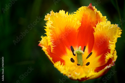 Interesting tulip