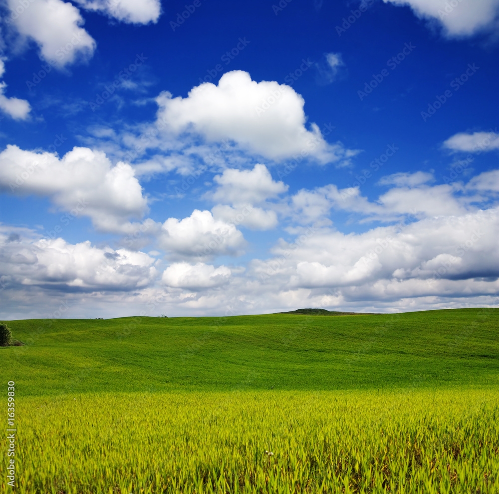 Obraz premium summer landscape