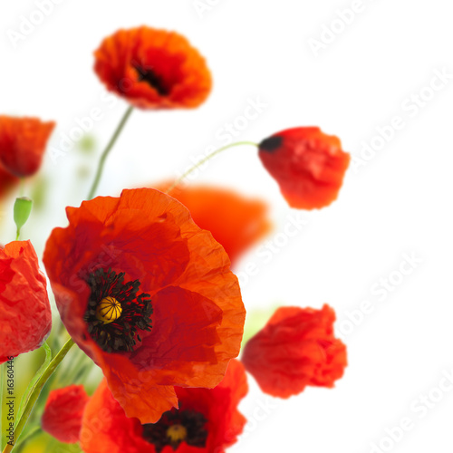 Fototapeta Naklejka Na Ścianę i Meble -  floral design, decoration flowers, poppies border - corner