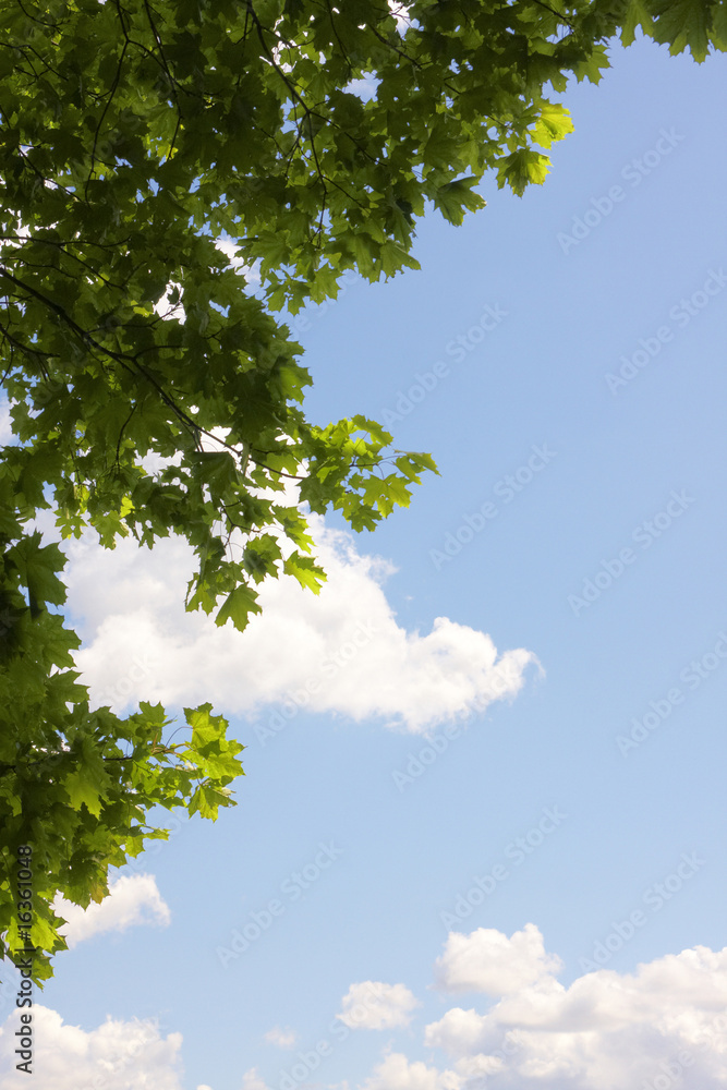 Maple leaves against a background of the sky Maple leaves against a background of the sky