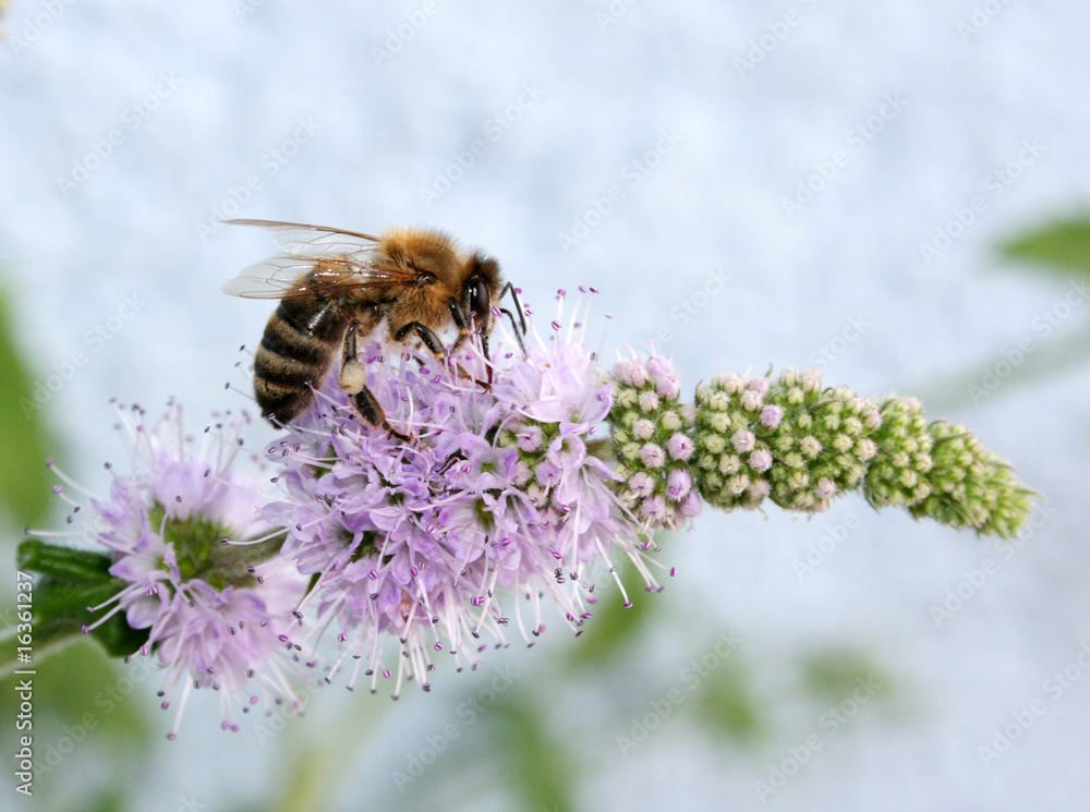 biene auf pfefferminzblüte biene auf pfefferminzblüte