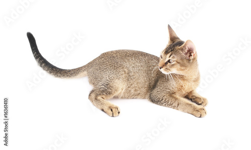 Cute kitty isolated on white background