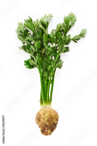 Fresh green celery vegetable on white background